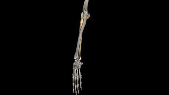 The ulna is one of two bones that make up the forearm, the other being the radius .