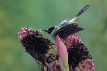 A sooty-headed bulbul is preying on a long-legged grasshopper in the wildflowers. This bird has the scientific name Pycnonotus aurigaster. - obrazy, fototapety, plakaty