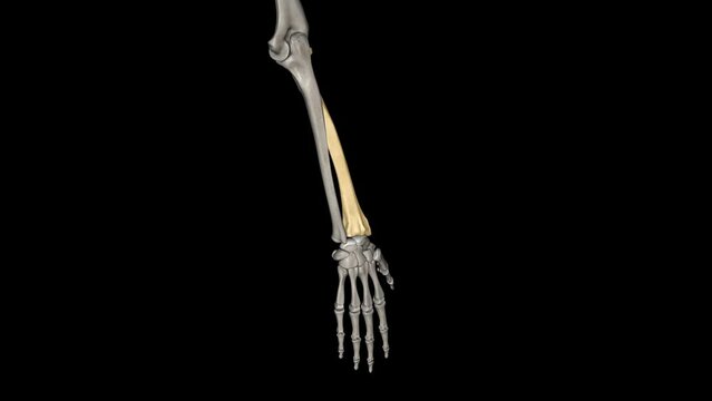 The radius head is a bone related to the elbow joint. Helps the forearm rotate around its axis .
