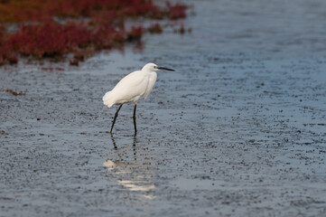 Egretta garzetta - Little Egret - Aigrette garzette