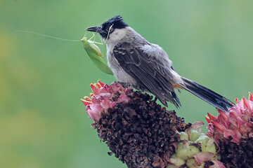 A sooty-headed bulbul is preying on a long-legged grasshopper in the wildflowers. This bird has the scientific name Pycnonotus aurigaster. - obrazy, fototapety, plakaty
