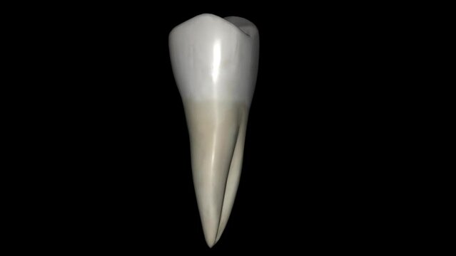 The mandibular second premolar is the tooth located distally from both the mandibular first premolars of the mouth .