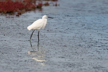Egretta garzetta - Little Egret - Aigrette garzette