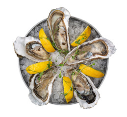 Imperial oysters on a plate with pieces of ice and lemon, isolated dish for menu.