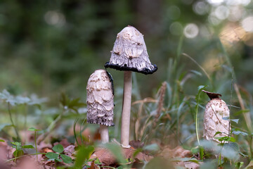 coprinus comatus stands on a meadow between autumnal foliage