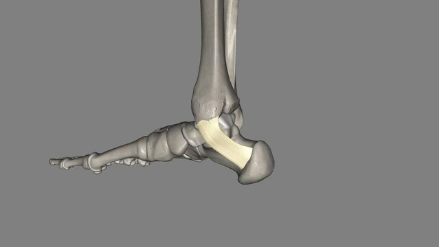 The flexor retinaculum of the foot extends from the medial malleolus above, to the calcaneus below .