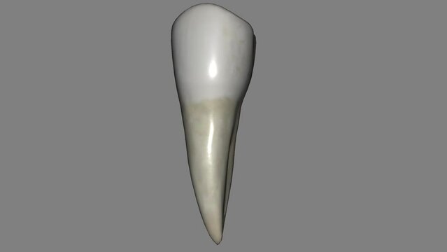 The mandibular second premolar is the tooth located distally from both the mandibular first premolars of the mouth .