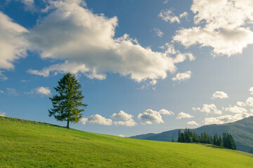 The idyllic scene with a lonely tree on a mountain green grass hill under a sunny sky with clouds. Carpathian mountains. Ukraine.