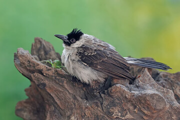 A sooty-headed bulbul is preying on a long-legged grasshopper on a rotten tree trunk. This bird has the scientific name Pycnonotus aurigaster. - obrazy, fototapety, plakaty