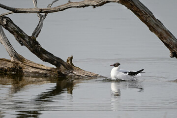 Larus ridibundus-Black-headed Gull-Mouette rieuse-IUCN=LC-B062_003_034