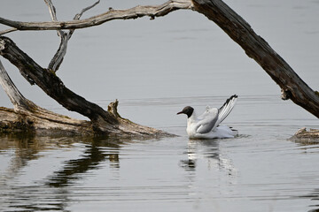 Larus ridibundus-Black-headed Gull-Mouette rieuse-IUCN=LC-B062_003_034