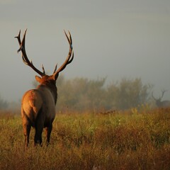 Rocky Mountain Elk Bull Clearfield County PA Morning Light 