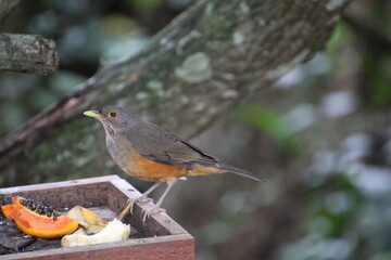 ave - sabiá laranjeira - Turdus rufiventris