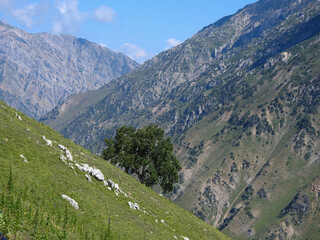 Meadows and lakes of Himalaya in Kashmir Valley