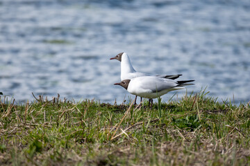Larus ridibundus-Black-headed Gull-Mouette rieuse-IUCN=LC-B062_003_034