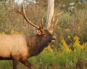 Rocky Mountain Elk Bull Broken Antler Tine Battle Scar Clearfield County PA Morning Light 