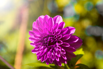 Fototapeta premium purple and yellow flowers