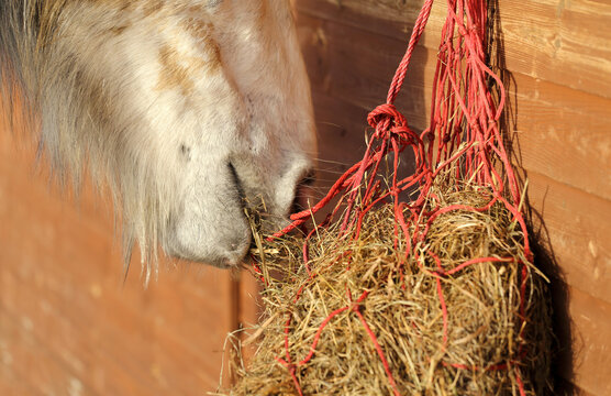 Close up photo of a white horse head feed on hay hanging on the wall.