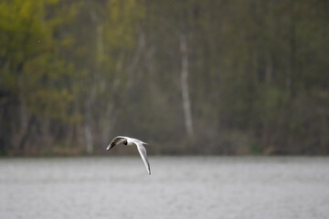 Larus ridibundus-Black-headed Gull-Mouette rieuse-IUCN=LC-B062_003_034