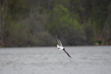 Larus ridibundus-Black-headed Gull-Mouette rieuse-IUCN=LC-B062_003_034