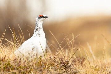 Rock Ptarmigan male (Lagopus muta) standing on the grass in Iceland