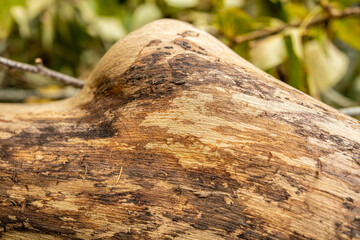Fototapeta premium Rotten wood important to forest's diversity