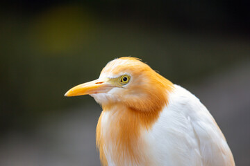 Cattle Egret (Bubulcus ibis) spotted outside
