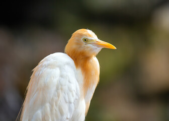 Cattle Egret (Bubulcus ibis) spotted outside