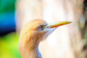 Cattle Egret (Bubulcus ibis) spotted outside