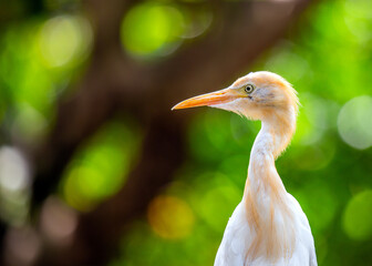 Cattle Egret (Bubulcus ibis) spotted outside