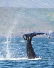 Humpback whale (Megaptera novaeangliae) slapping its fluke or tail in water.