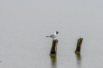 Larus ridibundus-Black-headed Gull-Mouette rieuse-IUCN=LC-B062_003_034