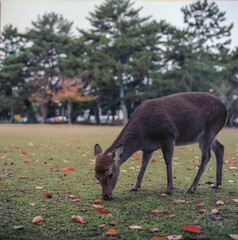 鹿と紅葉