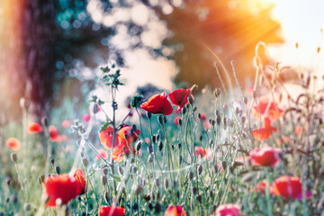 Selective focus on red poppy flower, poppies in the field at sunset, beautiful nature in meadow