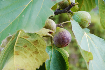 秋に食べ頃になった木の上のいちじく