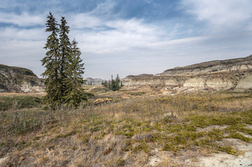 Spruce trees with eroded badlands of Horseshoe Canyon near Drumheller, Alberta, Canada