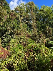 Dense végétation with red flowers in Mauritius