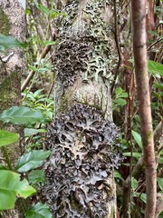 Large and exotic lichen on a branch in Mauritius
