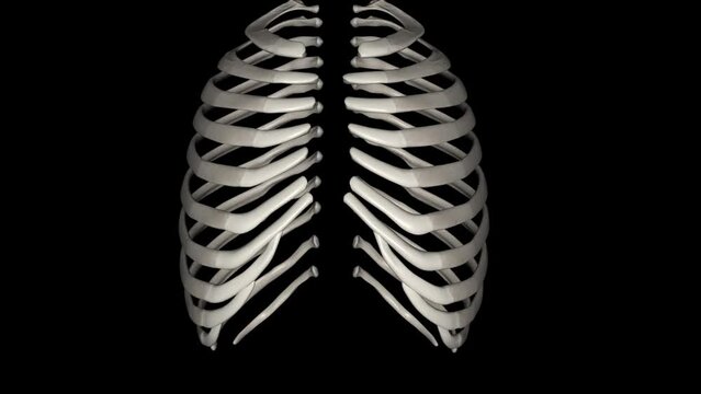 Human ribs are flat bones that form part of the rib cage to help protect internal organs. Humans usually have 24 ribs, in 12 pairs .