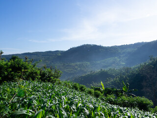 beautiful fiew in the morning expanse of farm fields, in coconut fields, mountain rice, as well as sunny hillside scenery in tropical hills, in spring.