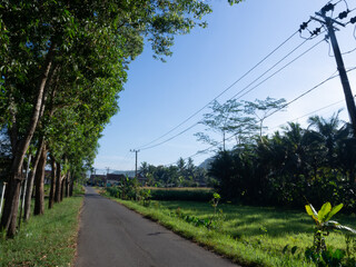  road to the village, the road to the village along the way there is green grass, green trees, beautiful houses.