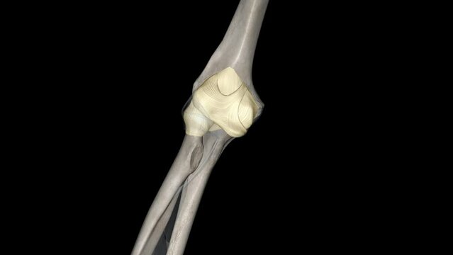 Joint capsule of the elbow joint .