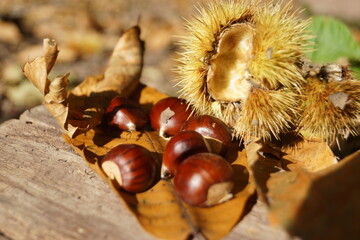 Die Edelkastanie auch Esskastanie ist ein Buchengewächs mit Nussfrüchten zur Herbstzeit