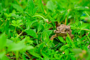 frog sitting in the grass, toad on the green grass, slippery frog in nature, warts on the skin.