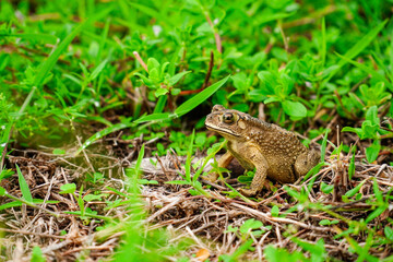 frog sitting in the grass, toad on the green grass, slippery frog in nature, warts on the skin.