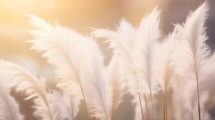 Pampas grass plumes in soft focus for a dreamy look.