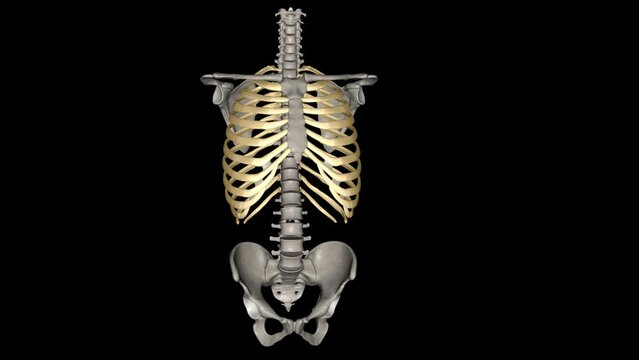 Human ribs are flat bones that form part of the rib cage to help protect internal organs. Humans usually have 24 ribs, in 12 pairs .