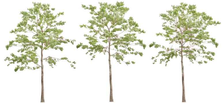 Cutting trees shapes on transparent backgrounds png