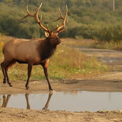 Rocky Mountain Elk Bull Crossing Clearfield County PA