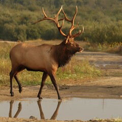 Rocky Mountain Elk Bull Crossing Water Clearfield County PA